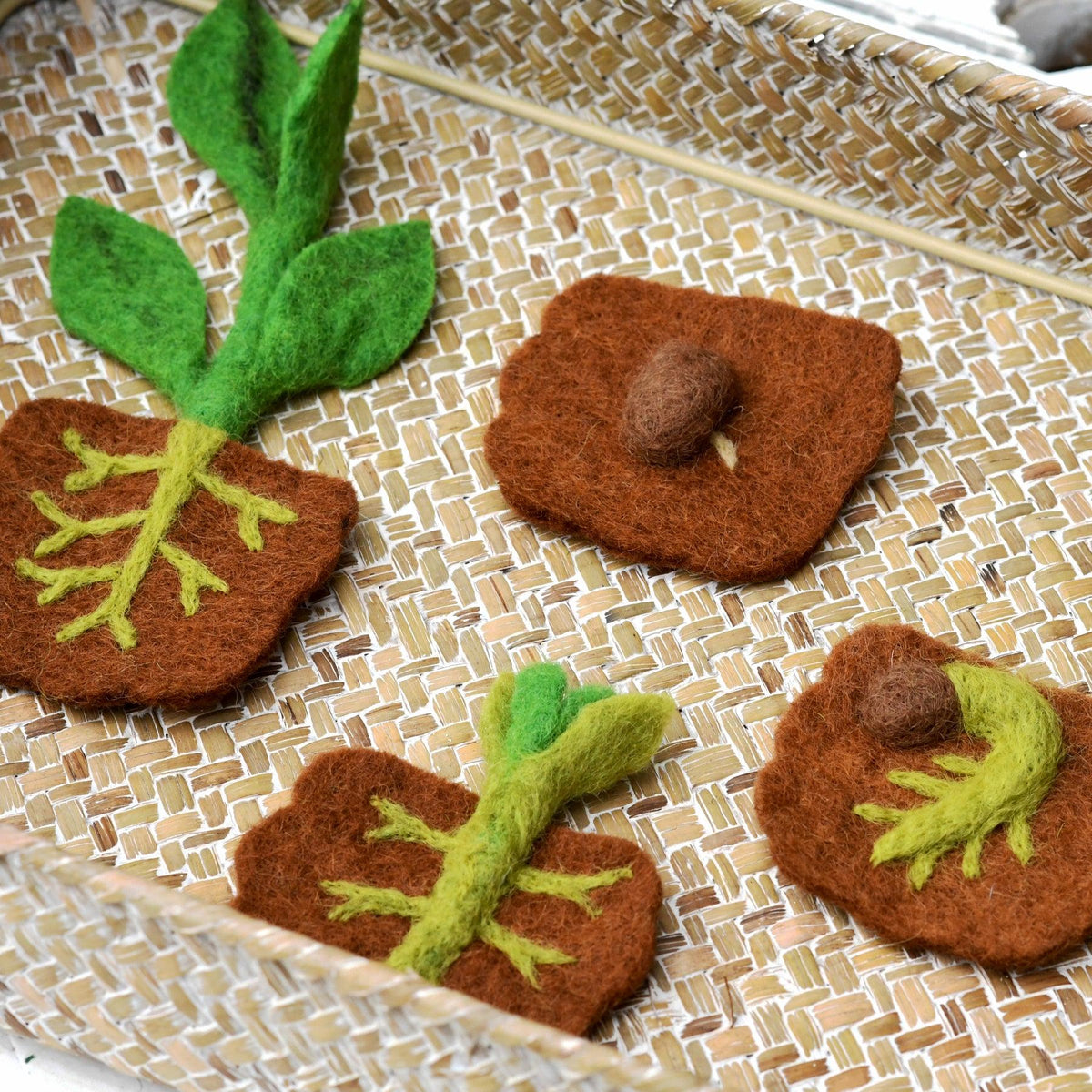 Bean Plant Life Cycle