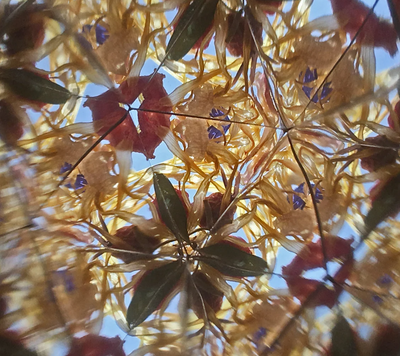 Flower Kaleidoscope