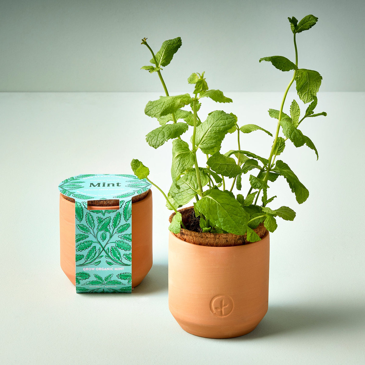 Tiny Terracotta Herb Kits