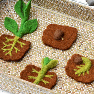 Bean Plant Life Cycle