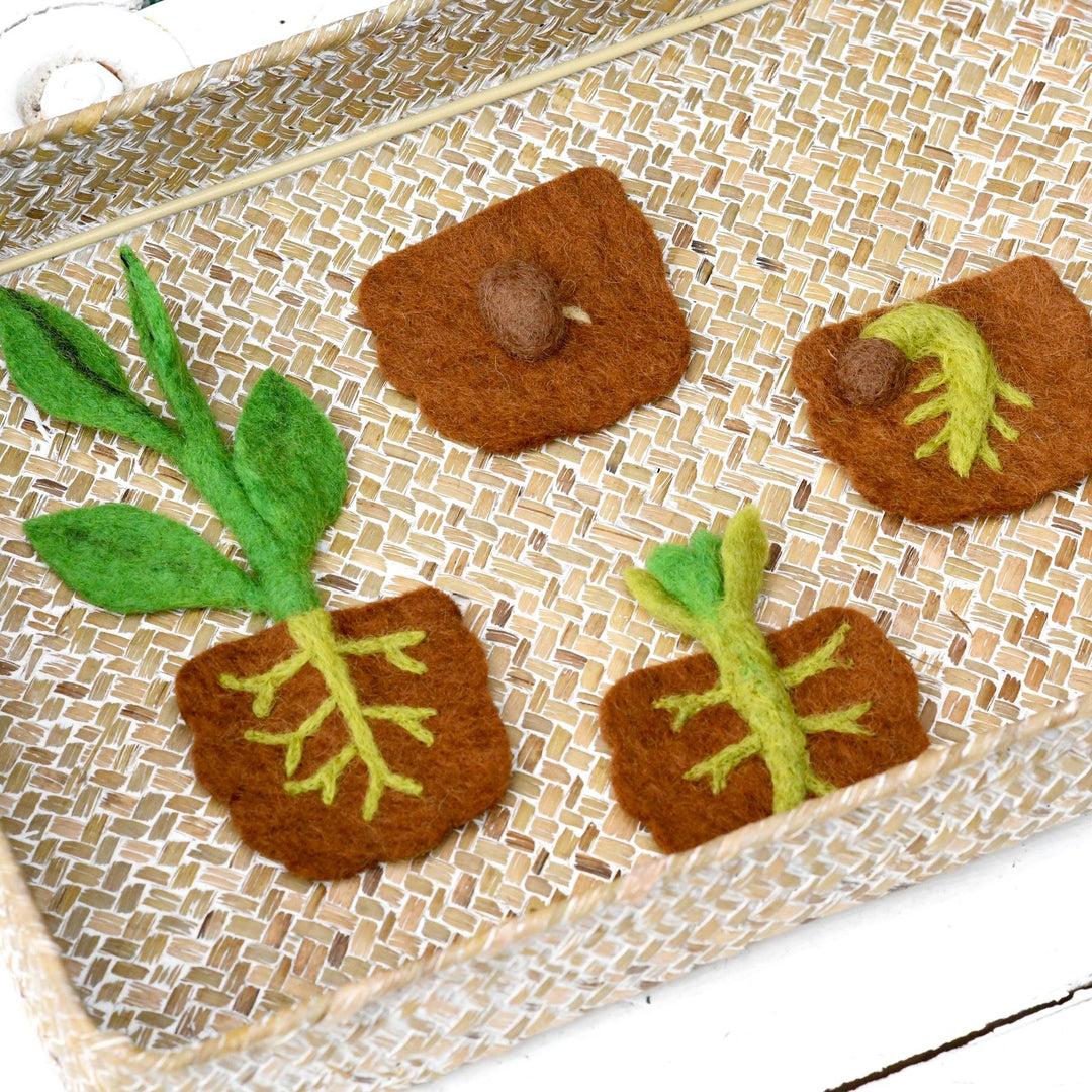 Felt Lifecycle of a Bean Plant