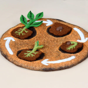 Bean Plant Life Cycle