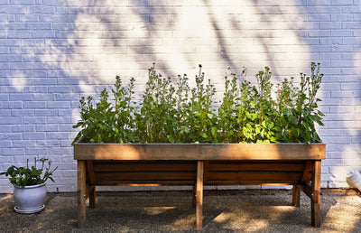 Modern Sprout Seed Pops, Pollinator