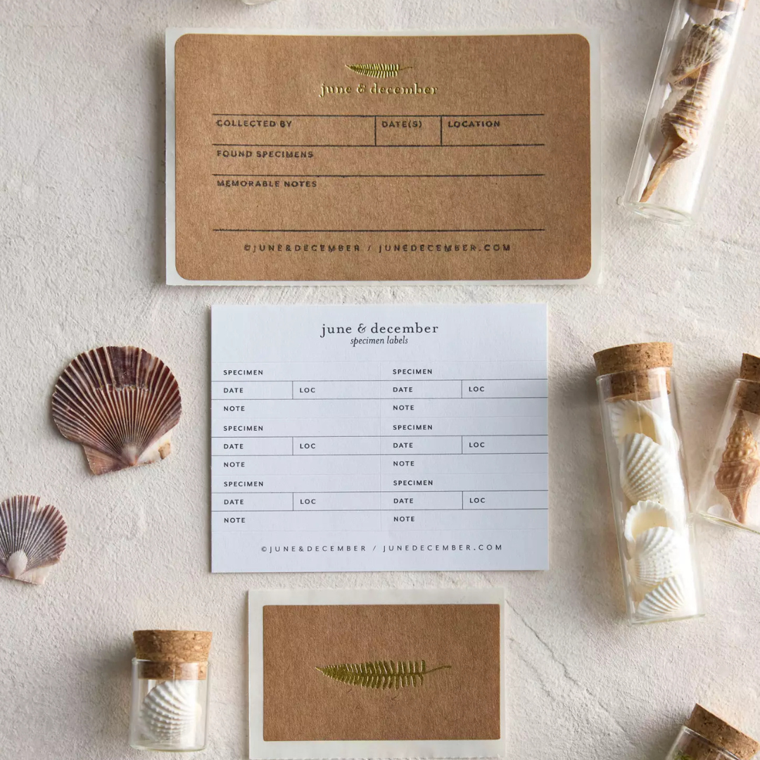 June &amp; December Beach Collecting Kit