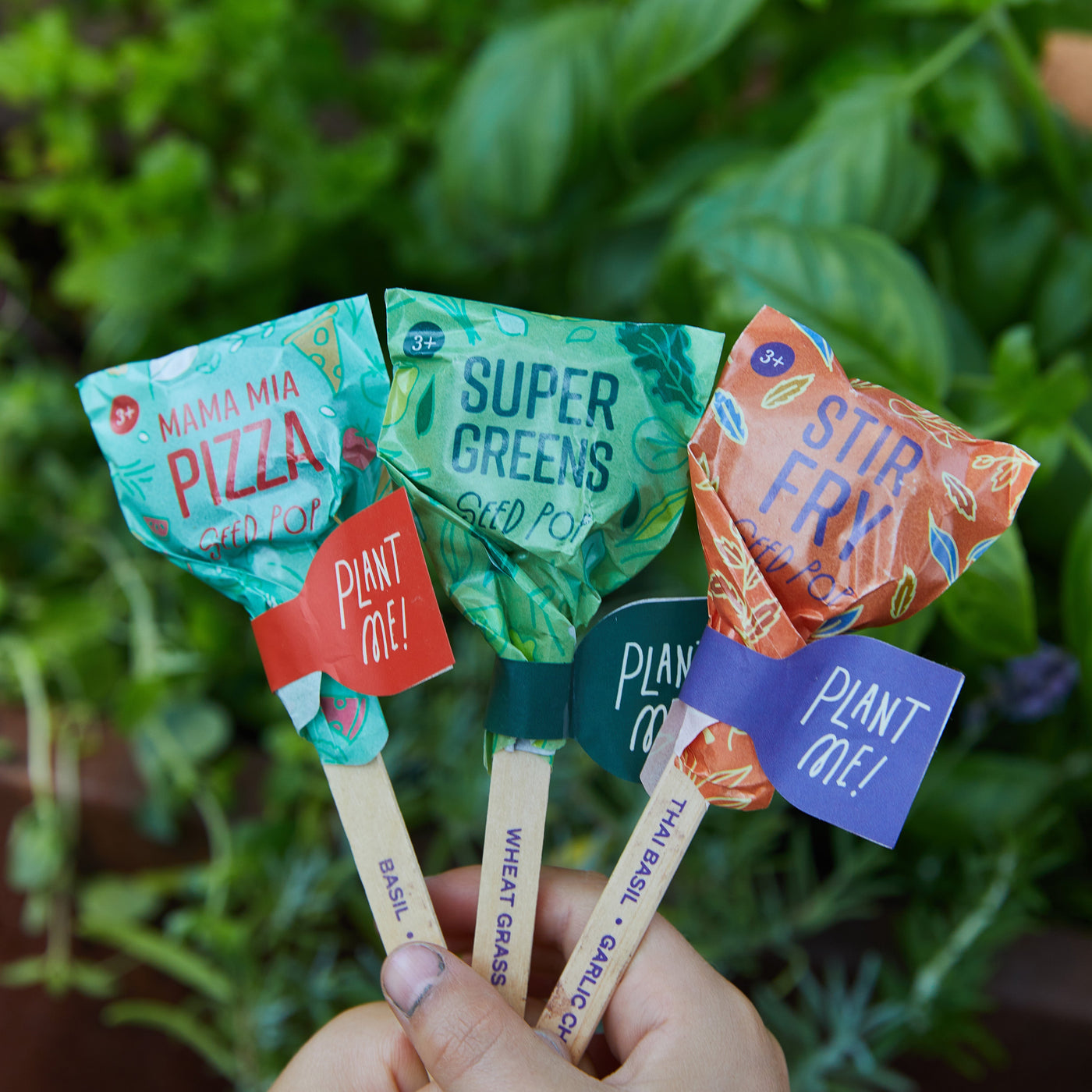 Modern Sprout Seed Lollipop, Culinary