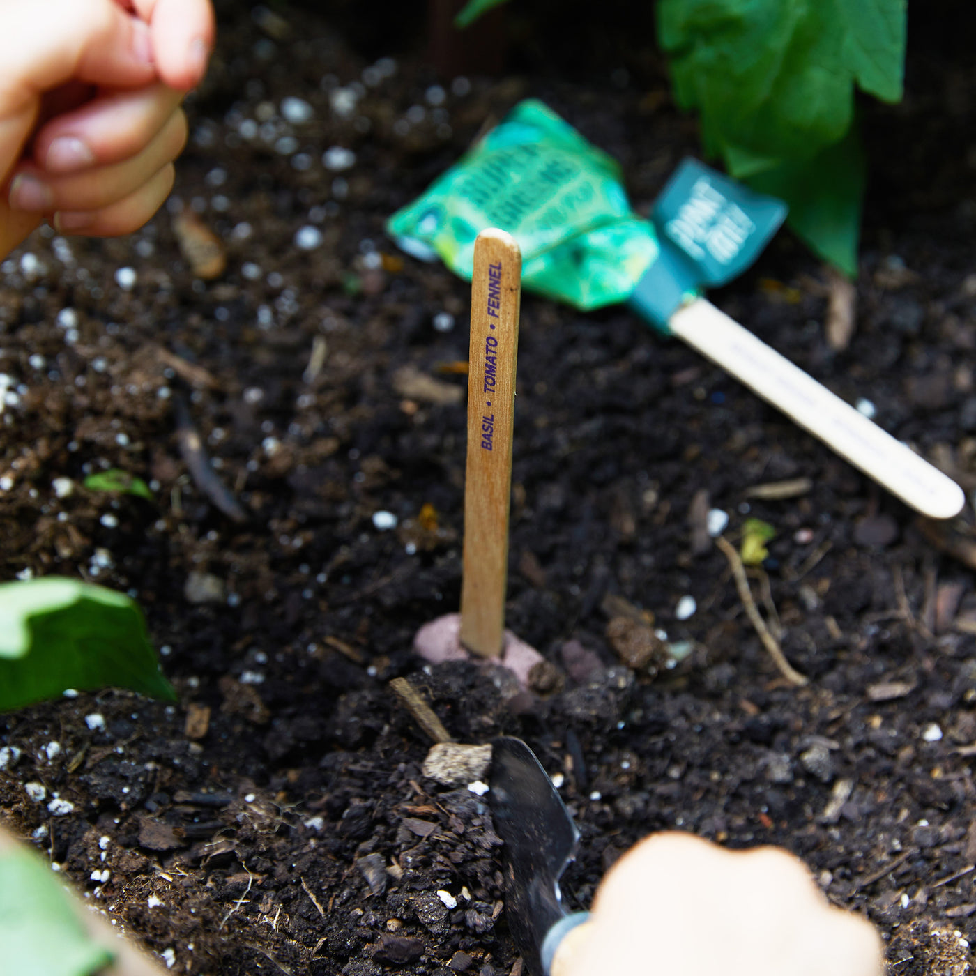 Modern Sprout Seed Lollipop, Culinary