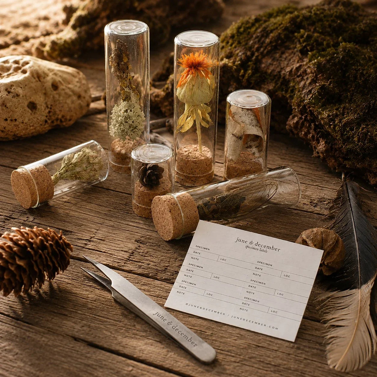 Specimen Study Station: cork-topped glass bottles, stainless forceps, and a printed specimen label card on a weathered board