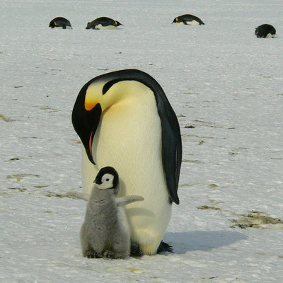 Felt Penguin Carrying A Fish Finger Puppet