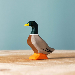 Mallard duck