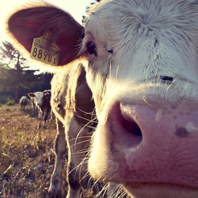 Milk Cow Finger Puppet