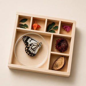 My Little Museum Bug Box