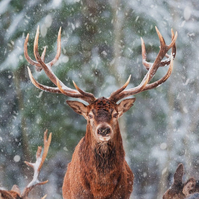 Red Reindeer Finger Puppet