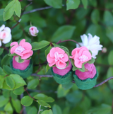 Fairyshadow Rosebud Child · view 2