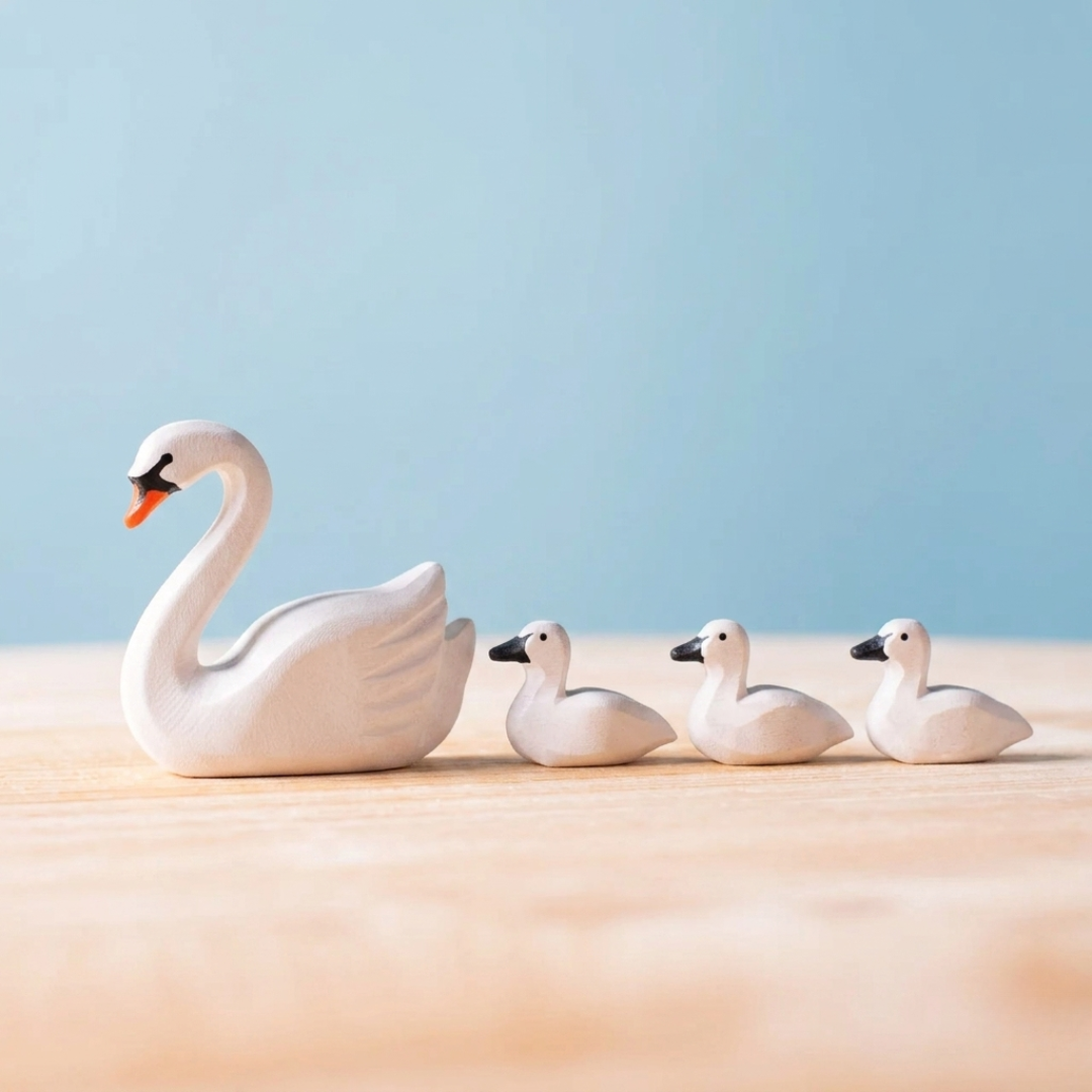 Swan and three cygnets