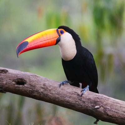 Toucan Finger Puppet