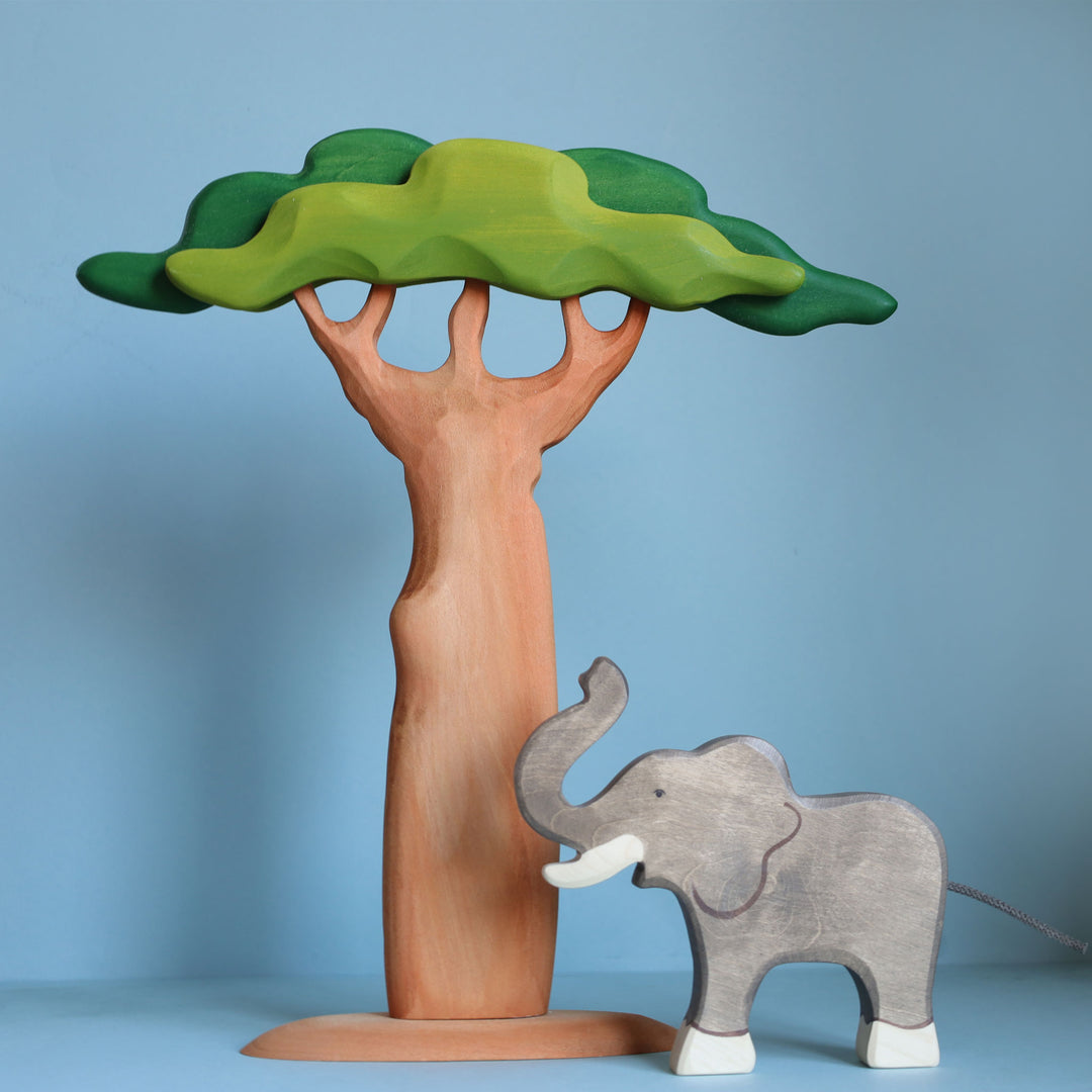 Sale Bumbu Baobab Tree, Tall