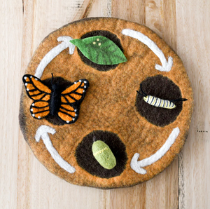 Butterfly Life Cycle