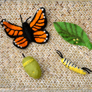 Butterfly Life Cycle