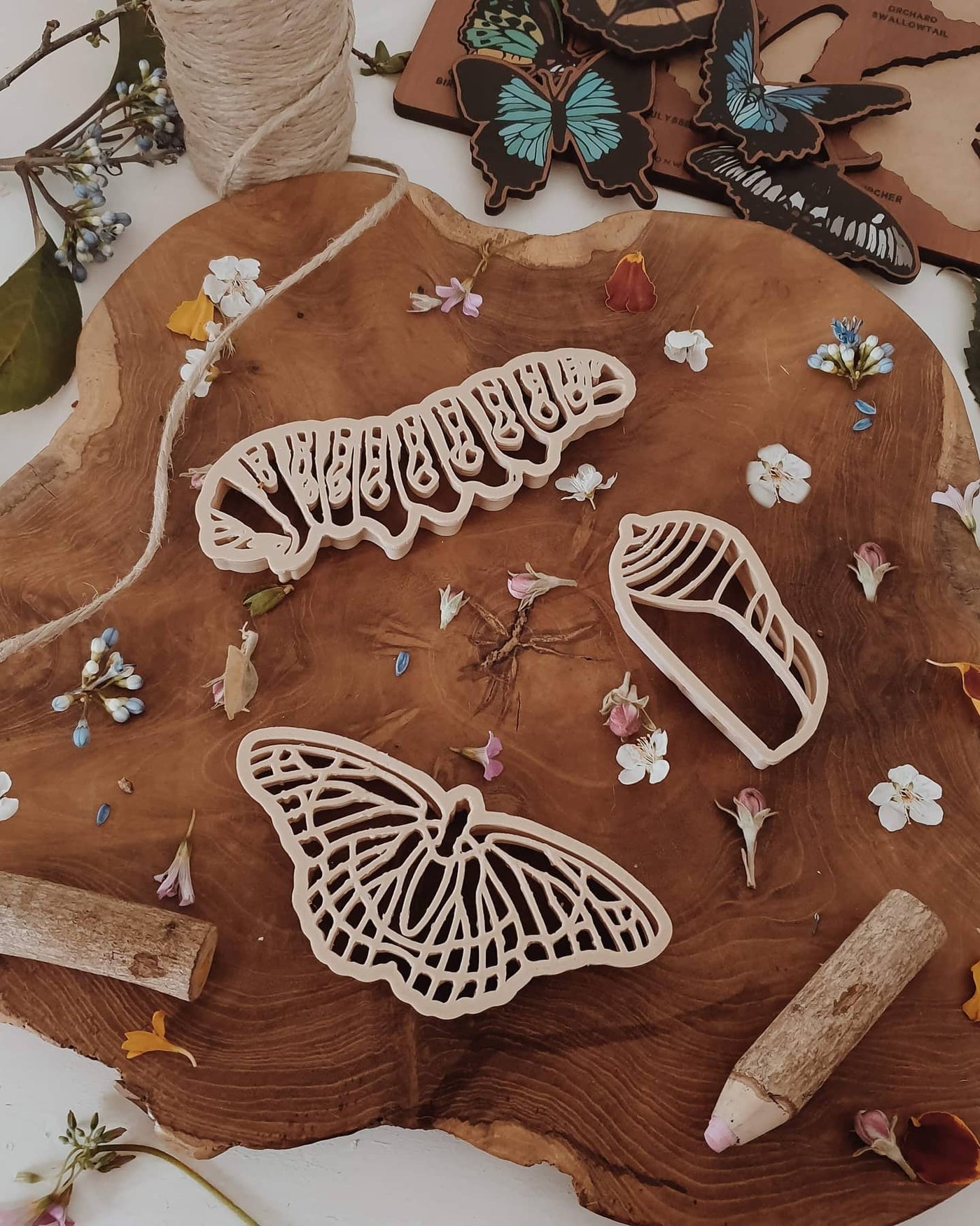 Monarch Butterfly Life Cycle Eco Cutter Set