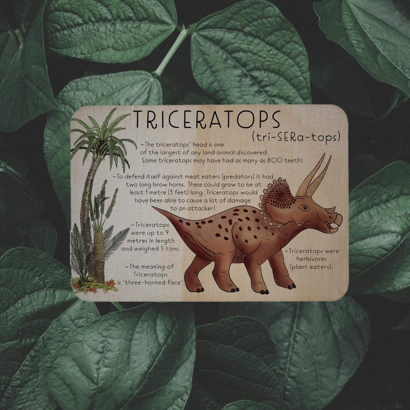 Sale Triceratops Dino Fact Tile