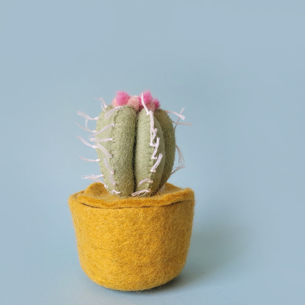 Sale Cactus Pot