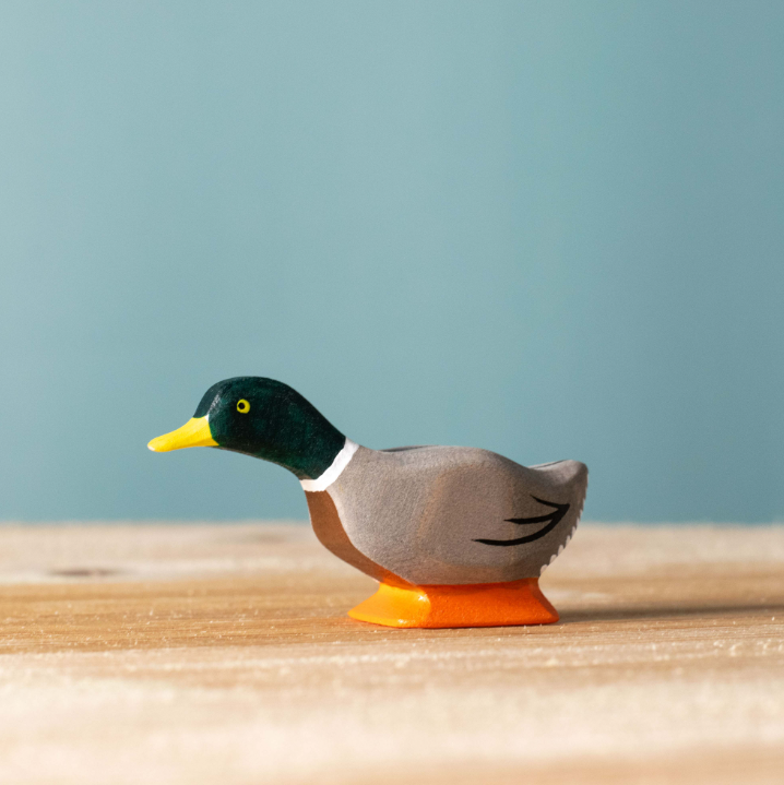 Bumbu Mallard Duck, Curious