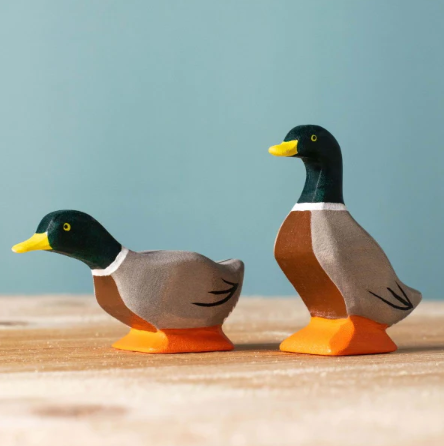 Bumbu Mallard Duck, Curious